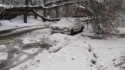 Во Владимире под тяжестью апрельского снега дерево рухнуло на машину