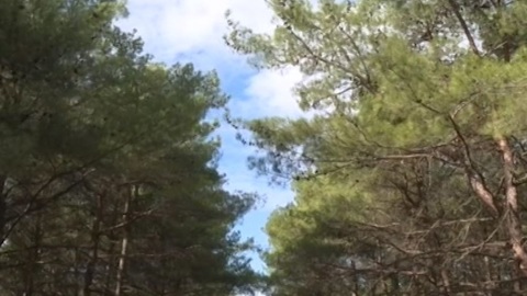 В Иркутской области найдено тело младенца на лесной просеке