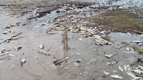 В Тульской области массово погибла рыба