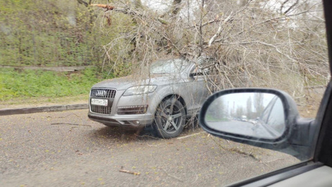 На проезжей части в Воронеже на Audi упало дерево