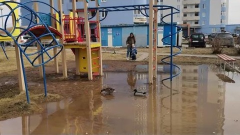 В луже на детской площадке в Перми поселились утки
