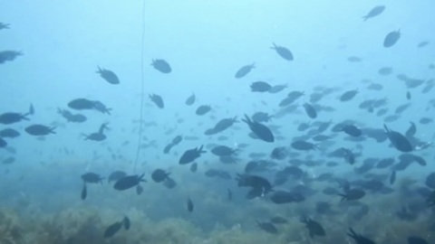 Вода из Днепра поможет разводить больше рыбы в Крыму
