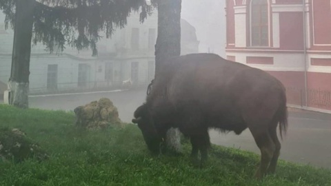 В Курске поймали бизона, сбежавшего из цирка