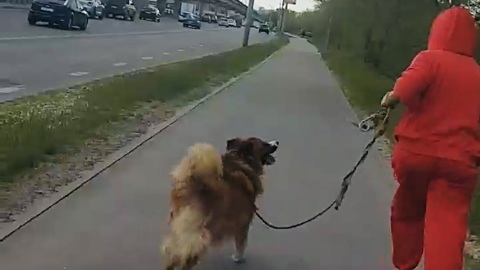 Жительница Воронежа с собакой покусала прохожую