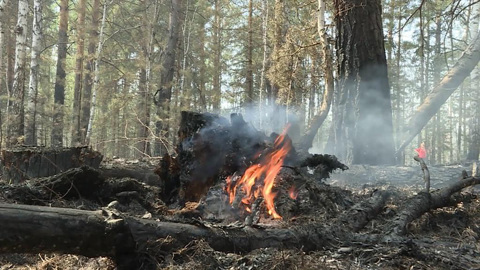 В Курганской области ведется круглосуточная борьба с лесными пожарами