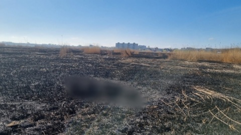 В поле с выгоревшей травой в Калининграде обнаружен труп