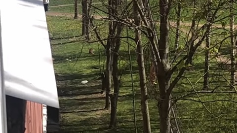 Пожарные спасли кота, забравшегося на верхушку дерева в Петербурге