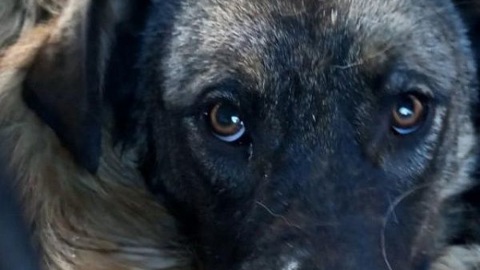 Стая бродячих собак напала на 7-летнего мальчика в Улан-Удэ