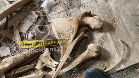 Череп и кости нашли жители Барнаула, когда копали погреб