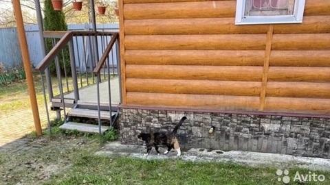 Уезжающий из России мужчина решил продать кота с домом за 10 миллионов
