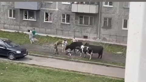 Повалили на землю и били копытом: коровы напали на женщину в Кузбассе