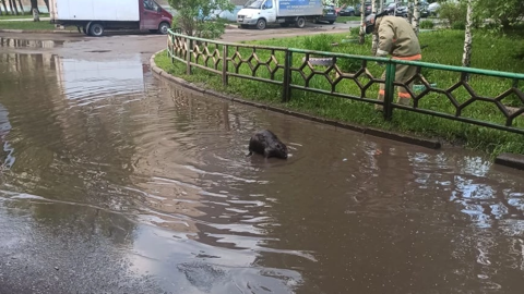 Бобра вылавливали из лужи в Уфе