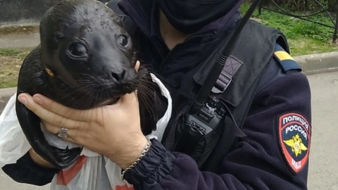 В Петербурге полицейские спасли детеныша нерпы от чаек
