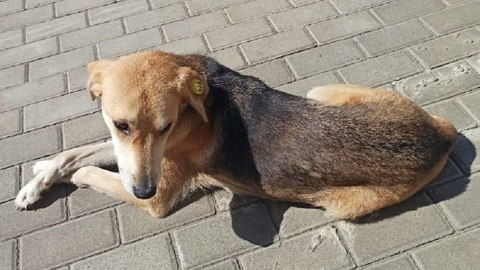 В Сочи создадут приют для безнадзорных животных