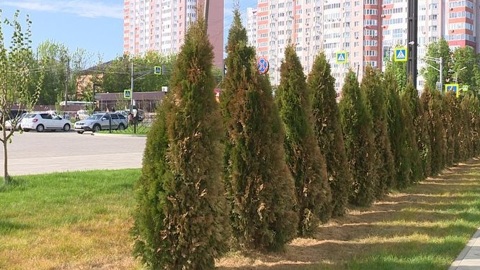 Полиция начала расследование по факту отравления деревьев в Орле
