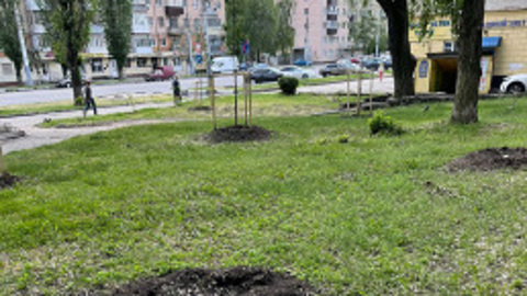 В Воронеже неизвестные спилили деревья, высаженные к 100-летию пионерии
