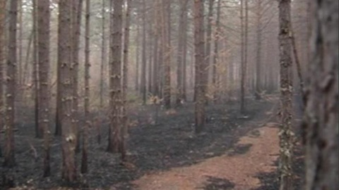 В Мурманской области возрастет риск возникновения лесных пожаров