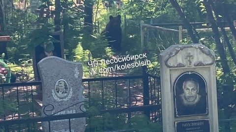 В Красноярском крае медведь зашел на кладбище