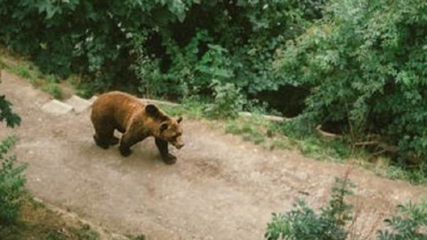 В приморском селе на ребенка напал медведь