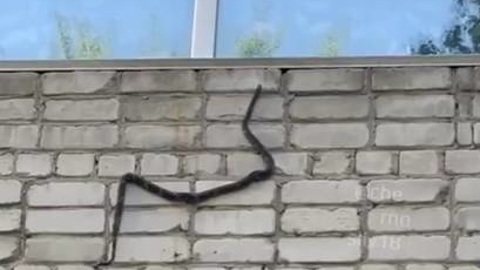 В Уссурийске на камеру попала необычная гостья жилого дома