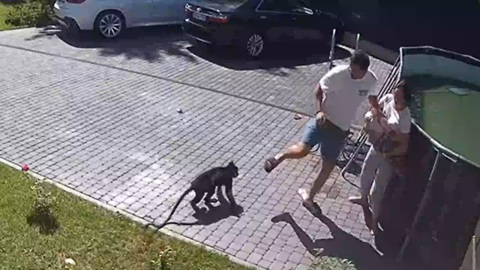 Семья пострадавшей из-за обезьяны девочки приехала из Харькова