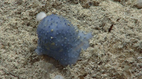 На дне Карибского моря обнаружен неизвестный организм