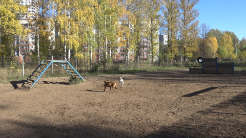 Гранату нашли на собачьей площадке на севере Москвы