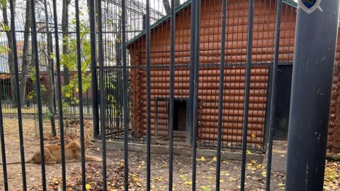Сотрудница зоопарка серьезно пострадала после нападения львицы