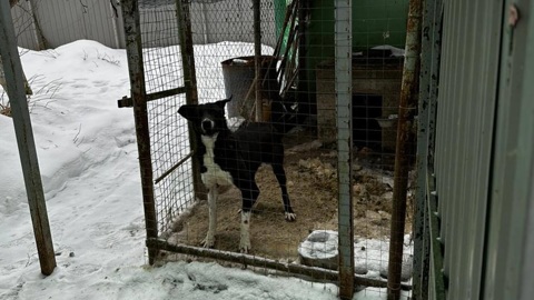 В Подмосковье собака напала на полуторагодовалую девочку