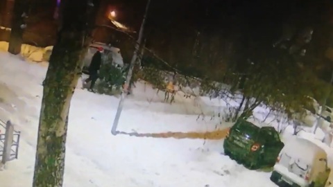 Кавалер добыл возлюбленной новогоднюю ель и заработал уголовное дело