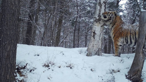 На защищавшихся от амурского тигра охотников завели дело