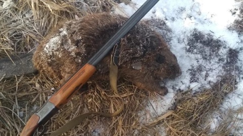 Жена пенсионера погибла в расставленной им ловушке