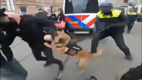 Полиция в Гааге разогнала протестующих бойцовыми собаками