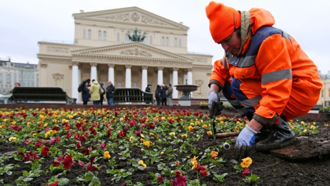 За год в Москве высадят более 56 миллионов цветов