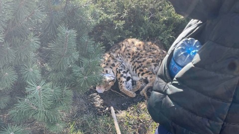 Мертвого сервала нашли рядом со школой на северо-западе Москвы