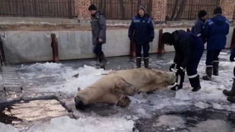 Белая медведица утонула в омском зоопарке