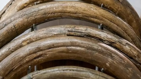 Пограничники ФСБ нашли в тайнике бивни мамонта на 50 миллионов