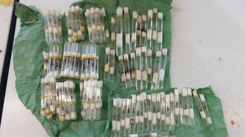 Муравьиную колонию обнаружили в посылке из Италии