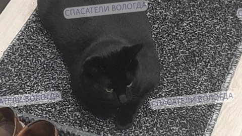 Кот-спасатель Беляш вынужден худеть после инцидента с батареей