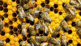Способы спасения пчел от потрав химикатами предложили на Алтае