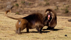 Наказание за измену неизбежно даже среди приматов. На снимке самцы гелад, выясняющие отношения 