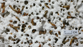 Личинки большого мучного хрущака могут долгое время без вреда для своего здоровья питаться полистиролом, перерабатывая его в биоразлагаемые отходы 