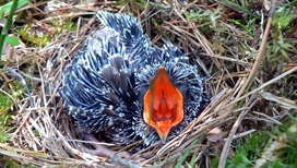 Птенец обыкновенной кукушки в гнезде лесного конька.