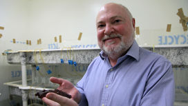 Профессор Дэвид Гланцман и его морские моллюски задумали произвести маленькую революцию в понимании механизма хранения воспоминаний.