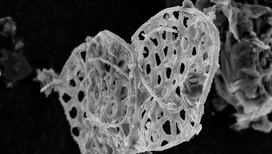 Растворив известковые породы в слабом растворе кислоты, учёные обнаружили сплетение апатитовых нитей. 