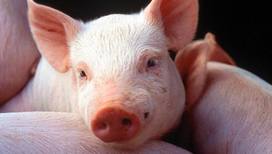 178 свиней погибли в Белгородской области при обстреле ВСУ