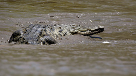 Австралиец вырвался из пасти схватившего его за голову крокодила
