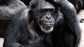 Человекообразные обезьяны прошли тест на "теорию разума"