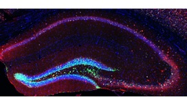 Изображение стволовых клеток-предшественников и новорождённых нейронов (зелёного цвета) гиппокампа, контактирующих со зрелыми клетками (красного цвета) в мозге мыши.