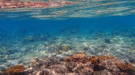 Резкое потепление океана причиняет вред морским обитателям.